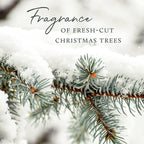 Thymes Frasier Fir Reed Diffuser Set – Includes Reeds, Fragrance Oil, and Frosted Glass Bottle – Fragrance Oil Diffuser – Room Fresheners – Luxury Home Decor – White (Flocked, 4 fl oz)