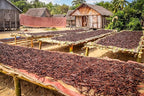 25 Vanilla Beans - Whole Extract Grade B Pods for Baking, Homemade Extract, Brewing, Coffee, Cooking - Tahitian